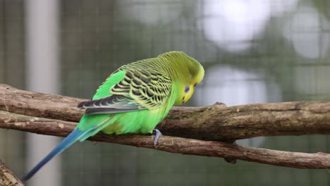 Closeup-of-a-small-green-budgie-sitting-on-tree-branches-in-a-park