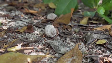 Caribbean-hermit-crab--walking-on-ground