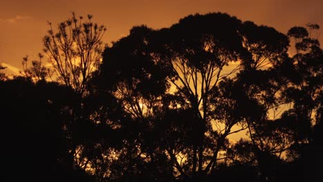 Australischer-Sonnenuntergang,-Große-Gummibäume,-Australien,-Maffra,-Gippsland,-Victoria