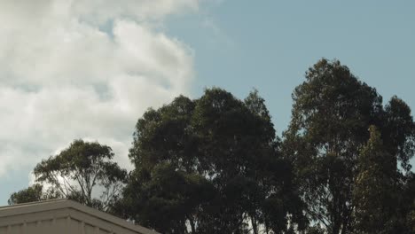 Große-Hohe-Eukalyptusbäume-Bewegen-Sich-Im-Wind-Blauer-Himmel-Wolken-Tagsüber-Windig-Sonnig-Australien-Victoria-Gippsland-Maffra