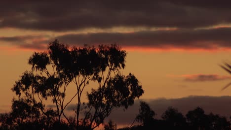 Australischer-Sonnenuntergang-Zeitraffer-Dämmerung-Große-Eukalyptusbäume-Und-Wolken-Im-Himmel-Australien-Maffra-Gippsland-Victoria