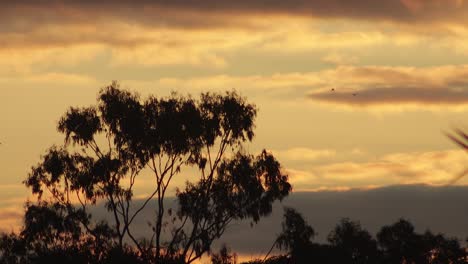 Australischer-Sonnenuntergang,-Goldene-Stunde,-Vögel-Fliegen-über-Wolken-Im-Himmel,-Großer-Gummibaum,-Australien,-Maffra,-Gippsland,-Victoria