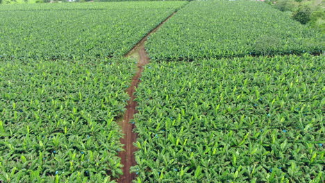 AERIAL-TILT-UP-Tropical-Banana-Plantation