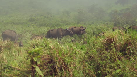 Cape-Buffalo-herd-standing-in-tall-grass-in-thick-mist