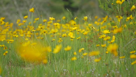 Close-up-of-Wild-Lanceleaf-Tickseed-flowers-in-gentle-breeze,-Glide-left