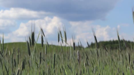 Green-wheat-with-grains-waving-on-the-wind-with-a-small-hill-in-the-blurred-background