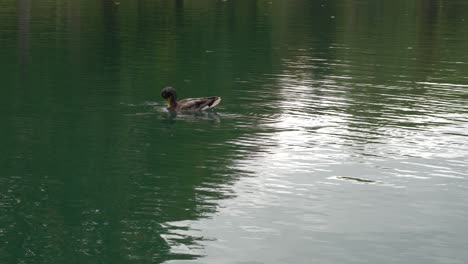 Un-Pato-Que-Está-Ocupado,-Se-Limpia-Mientras-Mira-A-Su-Alrededor