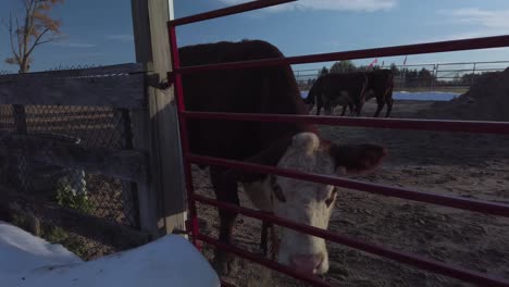 Wide-shot-of-cow-grazing-against-a-red-fence,-then-slowly-walking-away-from-camera