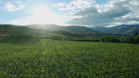 Aerial-over-vineyards-towards-the-sun-in-Central-Otago,-New-Zealand-on-a-warm-summer-afternoon