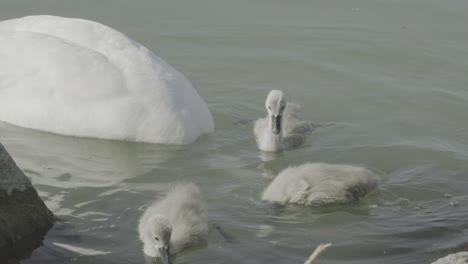 Little-ducks-doing-the-same-thing-as-their-mother-in-the-water