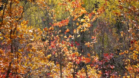 Bunt-Gelb-Orange-Rot-Baum-Blätter-Herbst-Jahreszeit