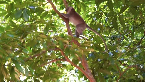 Macaque-monkey-climb-up-tree-and-eat-in-forest-at-dayang-bunting-island