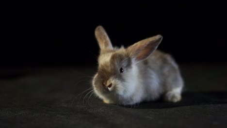 Cute-Baby-Rabbit-On-Black-Studio-Background-Wiggling-Nose-Looking-Around-Curiously