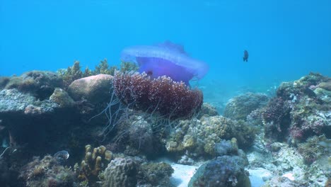 Bunte-Blumenkohlquallen-Schwimmen-Anmutig-über-Steinkorallen-Uhd