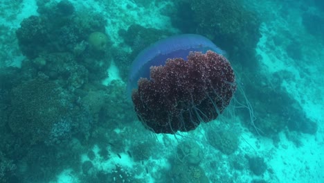 Cauliflower-jellyfish-slowly-swimming-above-a-shallow-reef