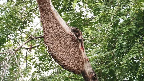 Große-Bienenwabe-Auf-Einem-Baum-Im-Natürlichen-Wald,-4k