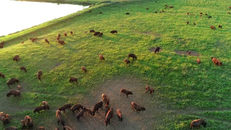 4k-Aerial-Drone-shot-flying-over-a-large-herd-of-buffalo-next-to-a-pond-with-the-sun-setting-over-green-pastures-in-the-South-Dakota-Plains