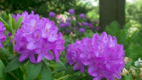 Two-big-purple-flower-blossoms-on-green-bush-in-park