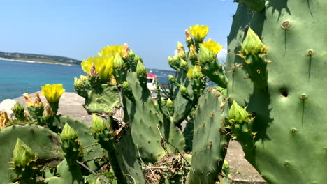 Planta-De-Cactus-Con-Flores-Amarillas-En-El-Mar-Adriático-En-Croacia