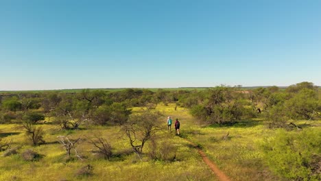 Aerial-drone,-hikers-walk-through-native-wildflowers-with-cloudless-sky,-Western-Australia