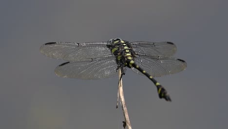 The-Common-Flangetail-dragonfly-is-commonly-seen-in-Thailand-and-Asia