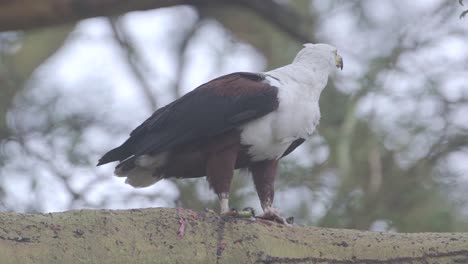 Águila-Pescadora-Africana-Adulta-Alimentándose-De-Peces