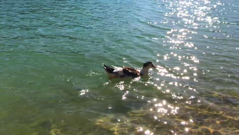 Cute-white-and-brown-duck-swimming-in-a-blue-green-lake-on-a-sunny-day-in-El-Chorro,-Malaga-Spain