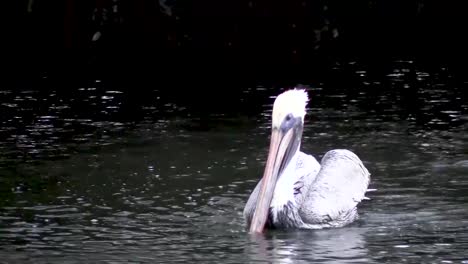 Closeup-of-Pelican-Swimming-in-Florida-Canal