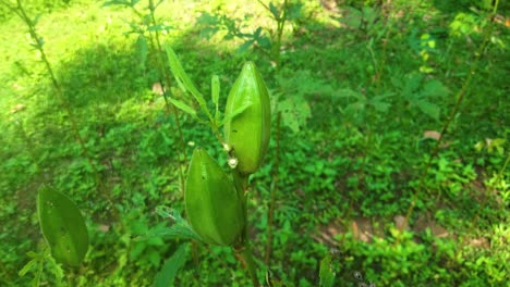 Frische-Okra-Samenkapsel,-Die-An-Einem-Sonnigen-Tag-Auf-Einer-Pflanze-Im-Freien-In-Einem-Garten-Hinter-Dem-Haus-Wächst