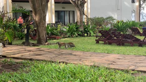 Small-monkeys-fighting-and-running-around-in-resort-garden---hotel-park