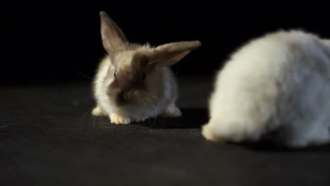 Panning-Studio-Shot-Of-Two-Small-Lop-Rabbits-Close-up