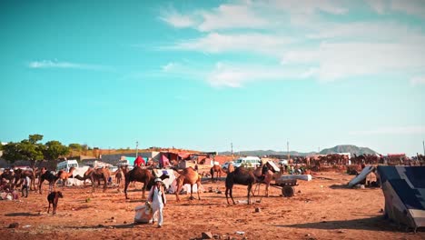 Eine-Lange-Filmische-Aufnahme-Des-Pushkar-Bodens-Während-Der-Pushkar-Kamelmesse