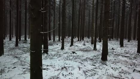 Drohne-Fliegt-Rückwärts-Zwischen-Bäumen-Im-Fichtenwald,-Während-Es-Schneit