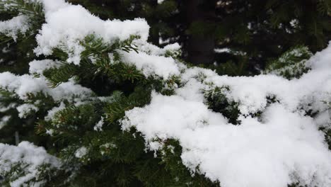 La-Primera-Nieve-Del-Invierno-Cae-Sobre-Un-árbol-En-Un-Jardín-En-Islandia.