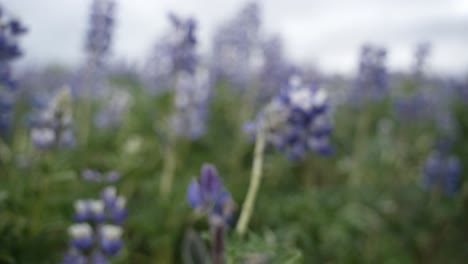 Dies-Ist-Ein-Clip-Von-Einem-Wunderschönen-Blumenfeld-In-Island