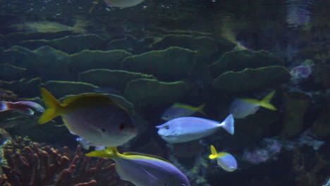 Wide-short-of-colourful-tropical-sea-world-aquarium-with-ornamental-fishes-clown-fish-sharks-sea-plants-and-corals