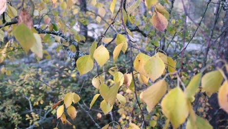 Herbst-Birken-Sind-Gelb-Und-Warten-Auf-Den-Winter