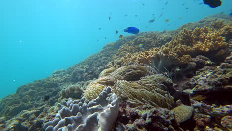 Fixed-camera-shot,-low-angle-of-tropical-reef-alive-with-action
