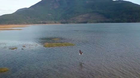 Panning-shot-of-a-bald-eagle-flying-over-Harrison-river-towards-sunset-at-Harrison-Mills,-British-Columbia,-Canada