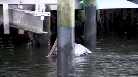 Closeup-of-Pelican-Swimming-in-Florida-Canal