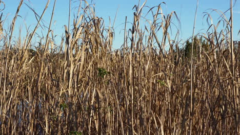 Brown-marsh-grass-blowing-in-the-wind,-Donnelly-Wildlife-Management-Area,-Green-Pond,-South-Carolina