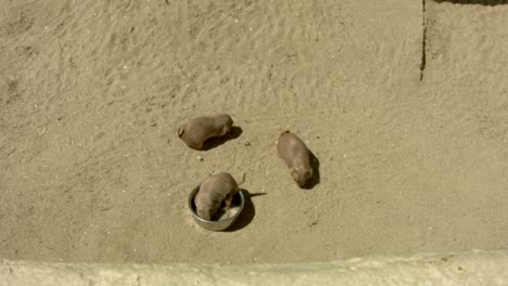 Three-prairie-dogs-dig-and-eat-in-sand-from-a-top-down-perspective