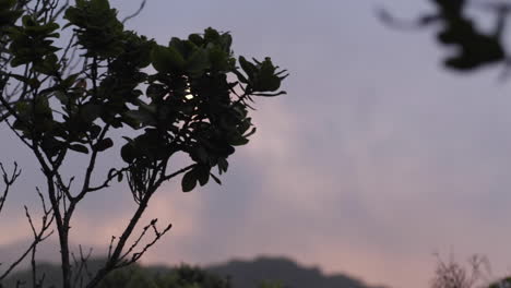 árboles-En-Cámara-Lenta-Meciéndose-Con-El-Viento-Al-Atardecer