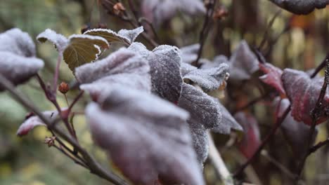 Ice-crystals-on-red-colored-leaves