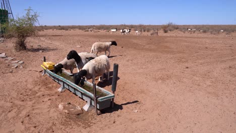 Ovejas-Bebiendo-De-Un-Alimentador-De-Agua-En-Una-Granja-Seca-En-Namibia