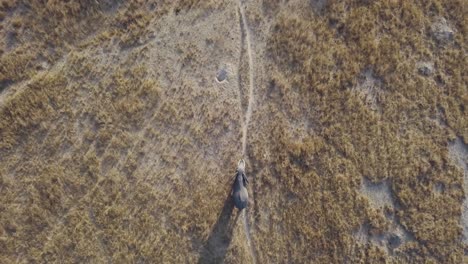 Birds-eye-view-shot-of-an-elephant-walking-through-the-african-bush-with-a-group-of-volunteers-following-closely-behind