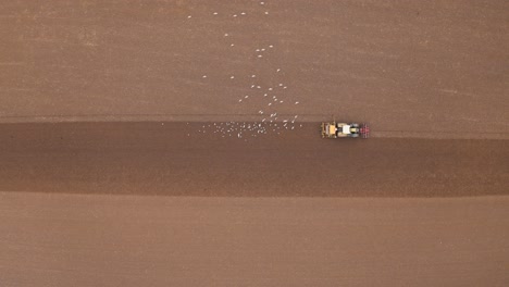 Bloqueo-De-Gaviotas-Siguiendo-Un-Tractor-En-Tierras-De-Cultivo.