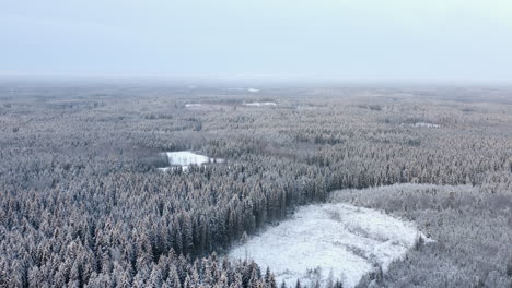 Aerial,-drone-shot,-overlooking-frosty-and-snow-covered-trees,-wintry-woods,-on-a-overcast,-winter-day,-in-Finland