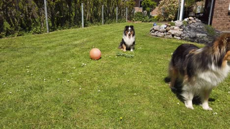 Zwei-Shelties-Stehen-Herum-Und-Warten-Darauf,-Dass-Jemand-Mit-Ihnen-Spielt