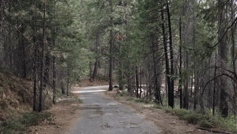 Stable-footage-taken-from-golf-cart-of-dirt-path-near-Yosemite